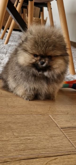 Померанче,мини момченце с родословие!