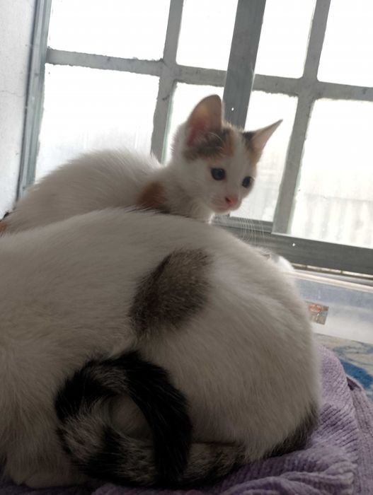 Подарявам котета