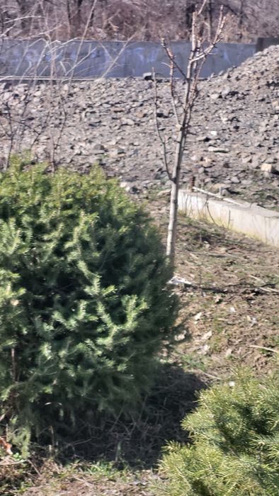 Продам  елки тянь- шянь