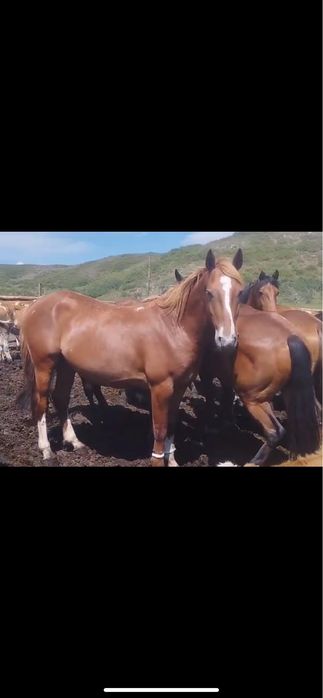 Айғыр сатылады/Продается жеребец