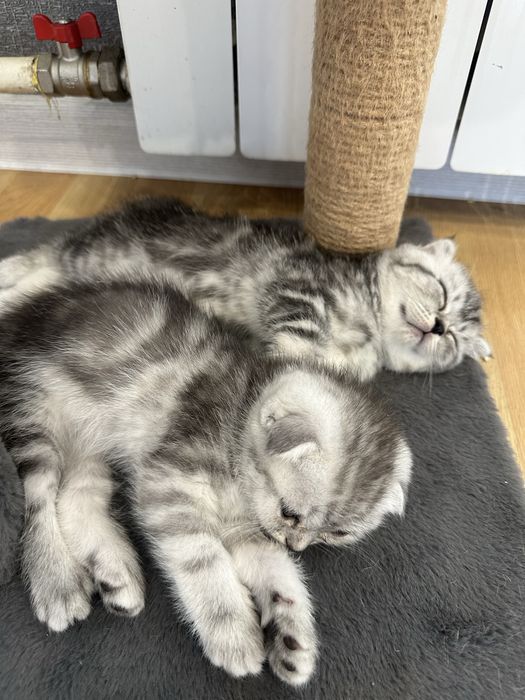 Котята Британцы продам 1,5 мес