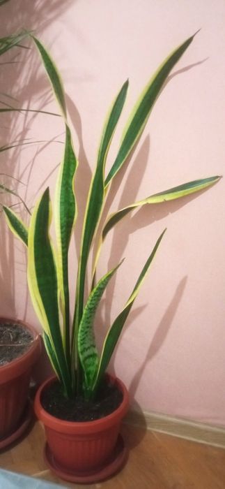 Сансевиера , меч