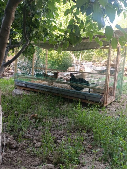 Кафас товук sotiladi