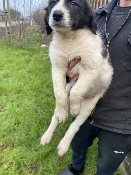 Vand Ciobanesc de Bucovina