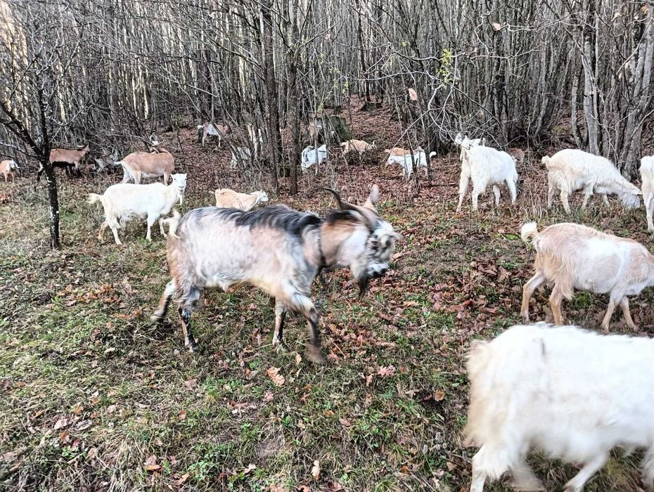 Vand capre iezi si iedute crescute natural in gospodarie.