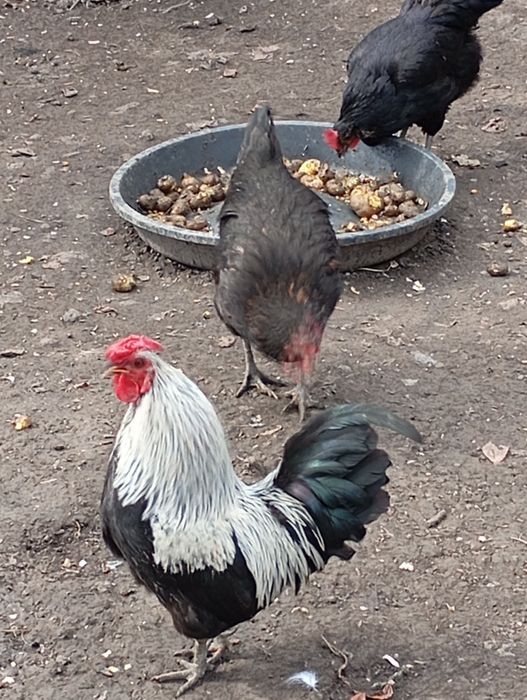 Cocoși pitici și medii de vânzare