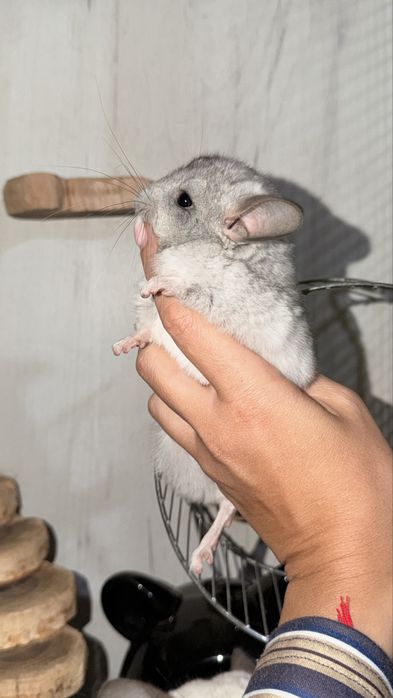 Продаю ручных шиншилят