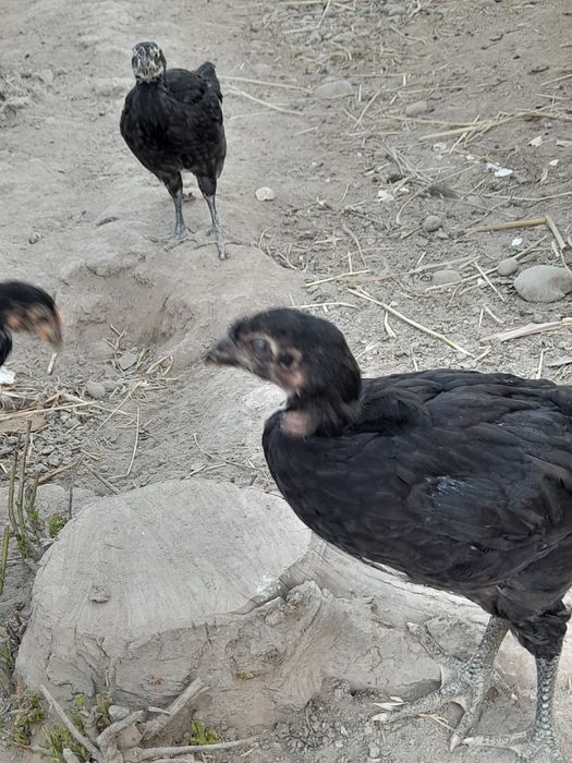 Qorashagzoda jojalar sotiladi