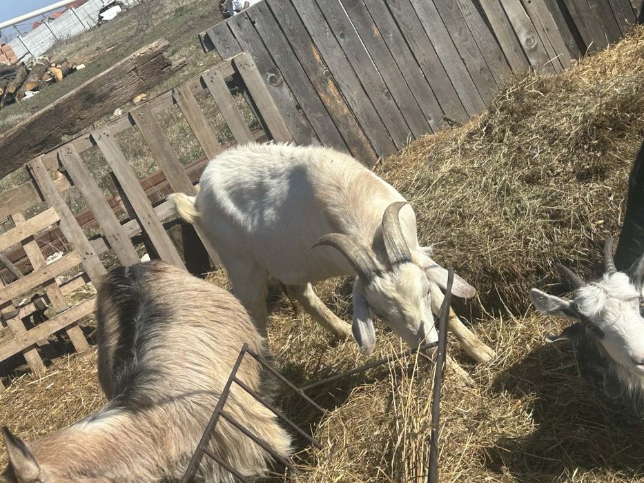 De vânzare țap mare