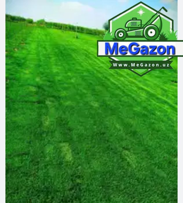 Gazon eng yaxahi va eng baquvvat sorti N1 Jonson