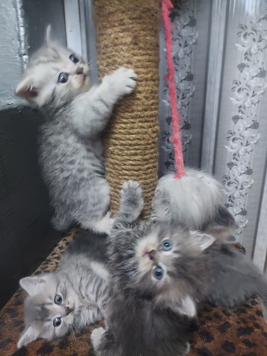 Продам котят г.Акколь
