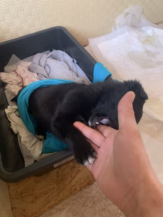 Отдам щенка подкидыша