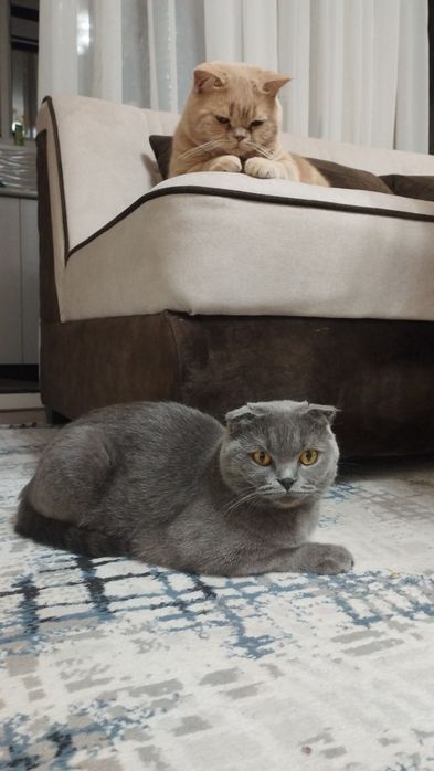 Scottish fold mushuk