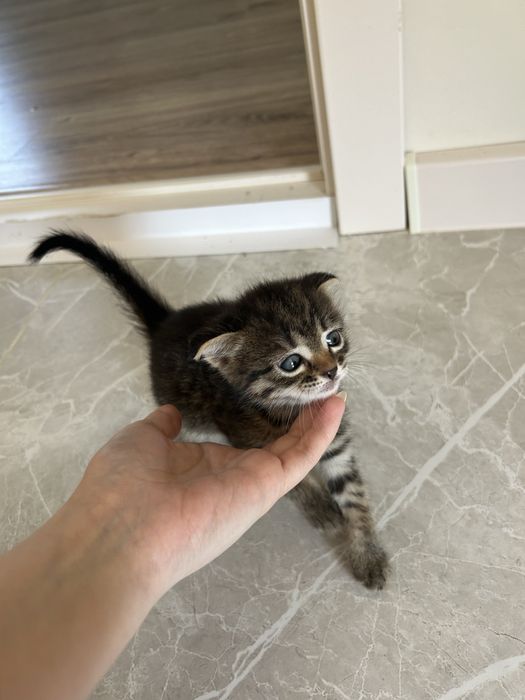 Котенки в добрые руки