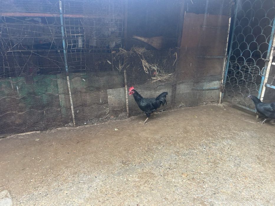 Xoroz Damashni Xoroz