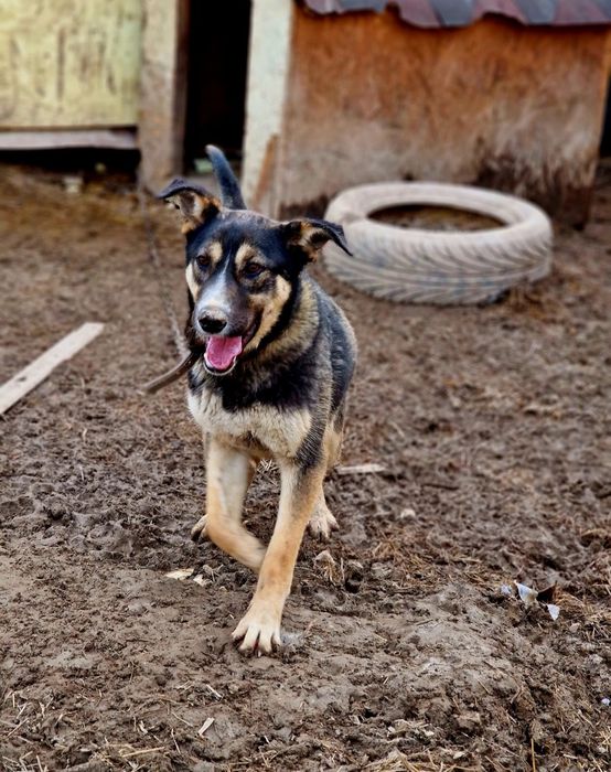 Шурик из приюта "Хвостатый Рай"