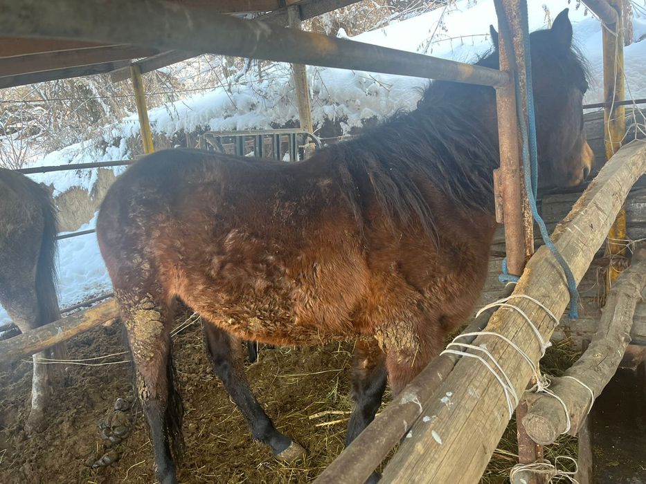 Продам коня с откорма