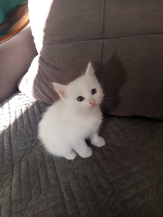 Котенок, белая девочка на подарок детям