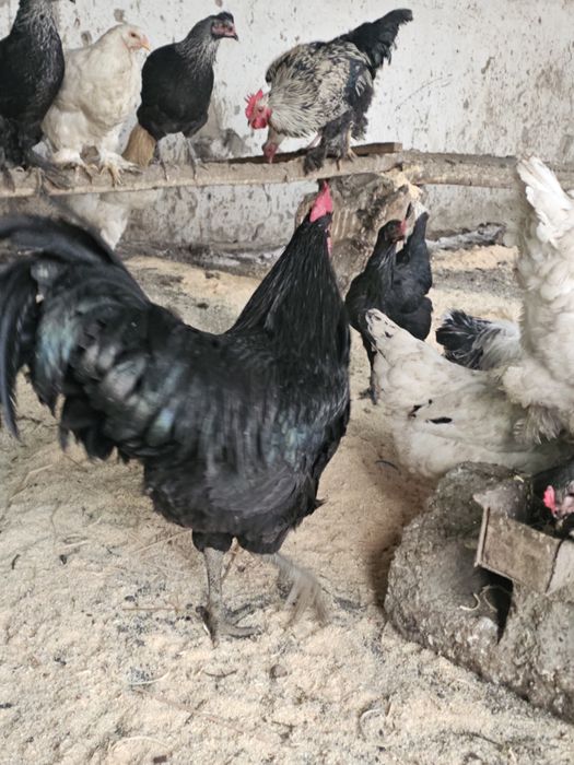 Австралорп хурозлари сотилади ( 4 та бор)