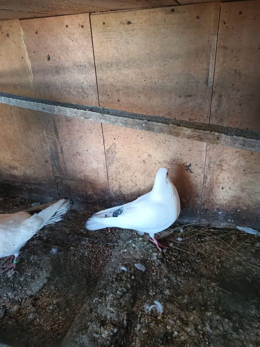 Продавам Гълъби, различни видове