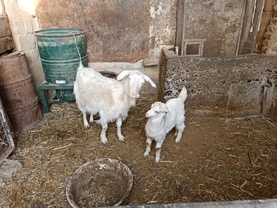 Echki sotiladi zoti tozasi