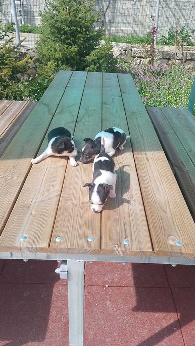 Продавам Чихуахуа