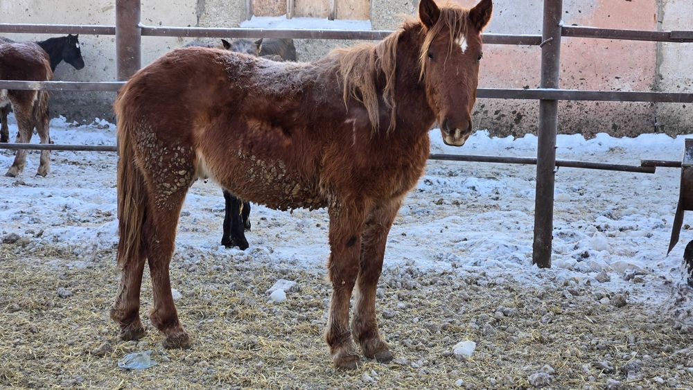 Соғым, согым, тайлар с откорма