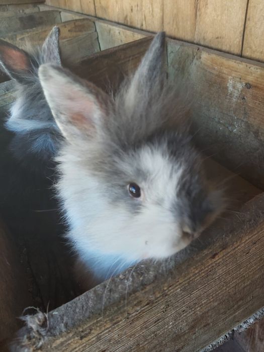 Vand iepurasi cap de leu