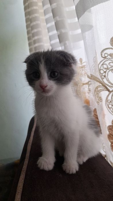 Кошка 2 месяца продается