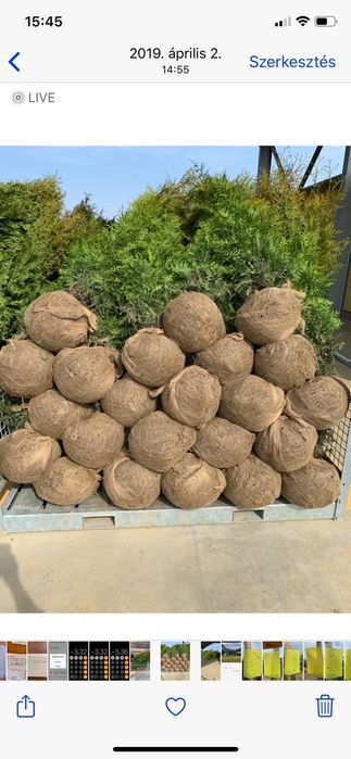 Tuia smaragd de mai multe dimensiuni tuia de calitate extra