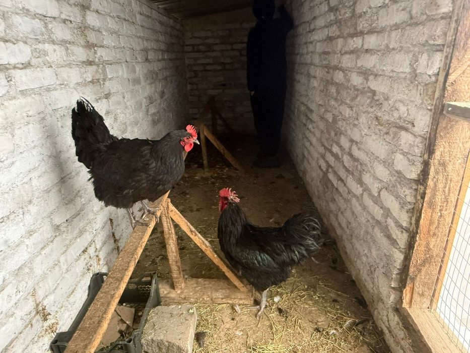 Джерсиский гигант