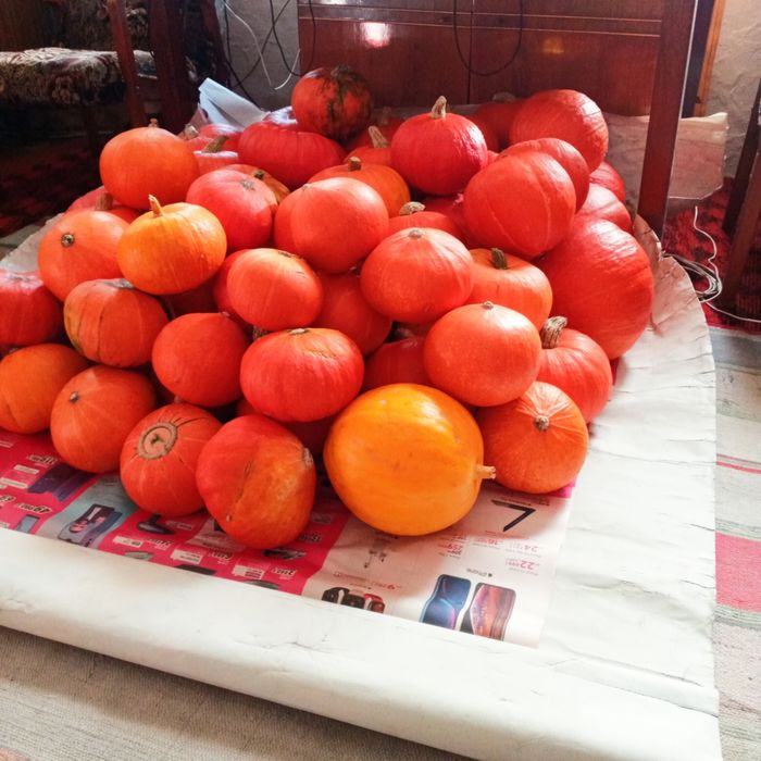 Продам тыкву -тыкву.