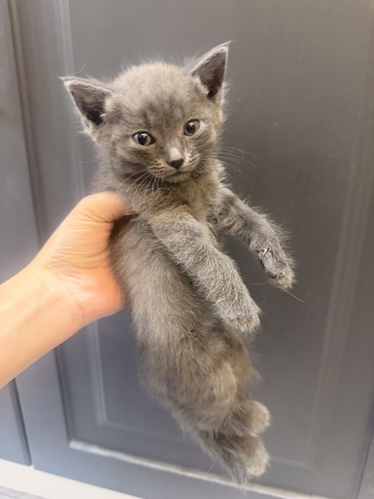 котятааа 1 месяц