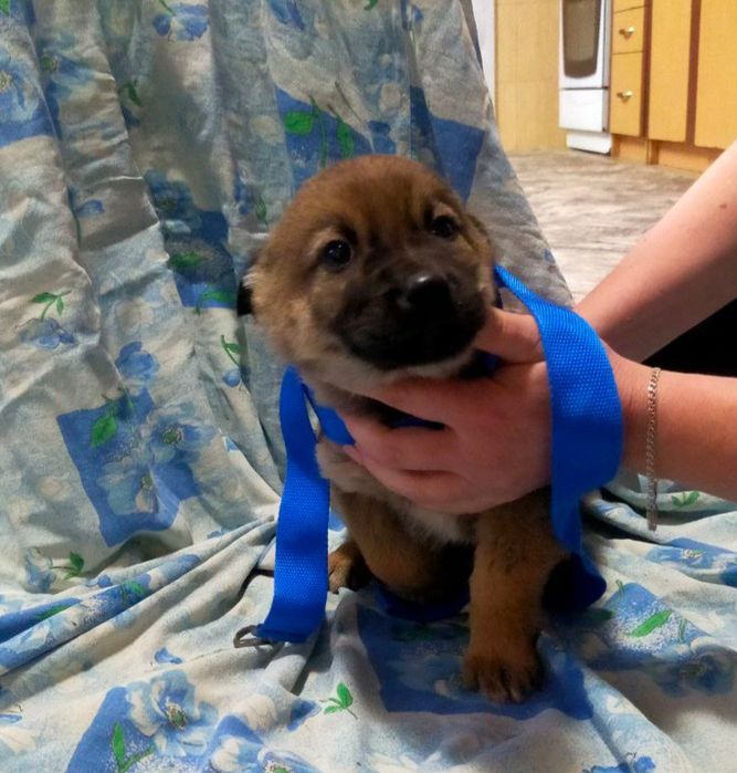 Щенки, бесплатно