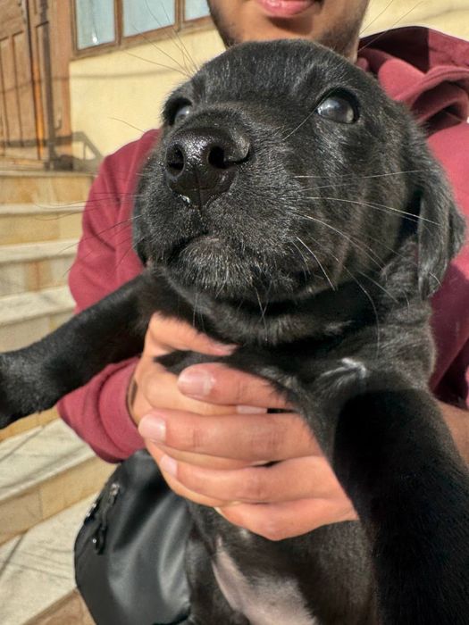 Щенок в добрые и ответственные руки