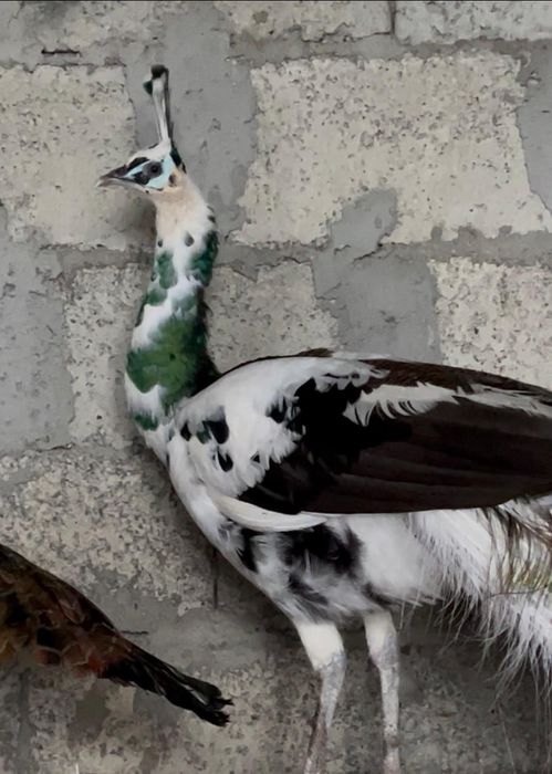 Păuni spalding de vanzare