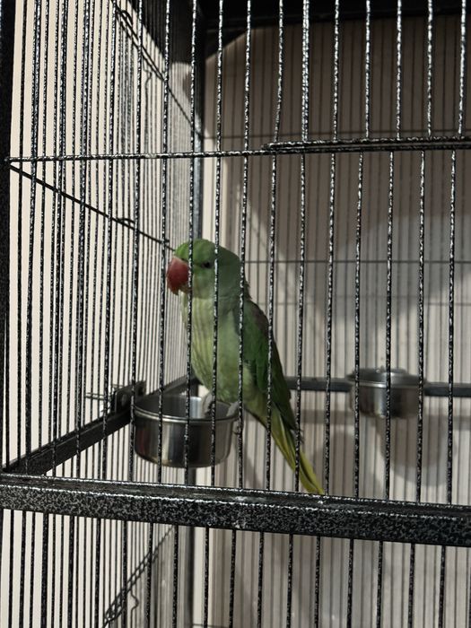 Papagal Marele Alexander (pui) + colivie