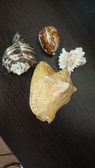 Ракушки декор настоящие