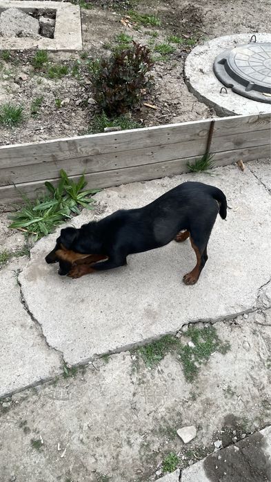 Немецкий ягдтерьер