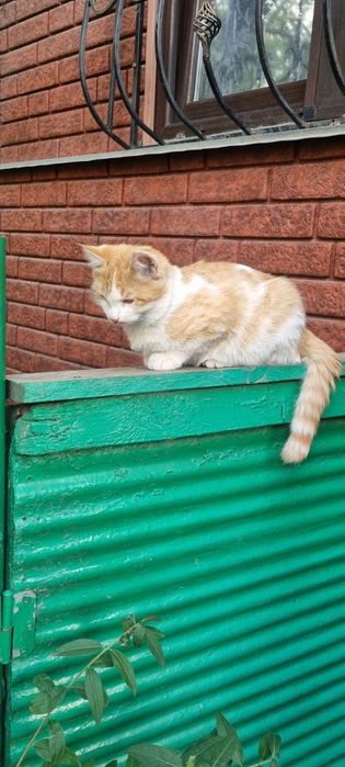 Отдадим в добрые руки кота и кошечку