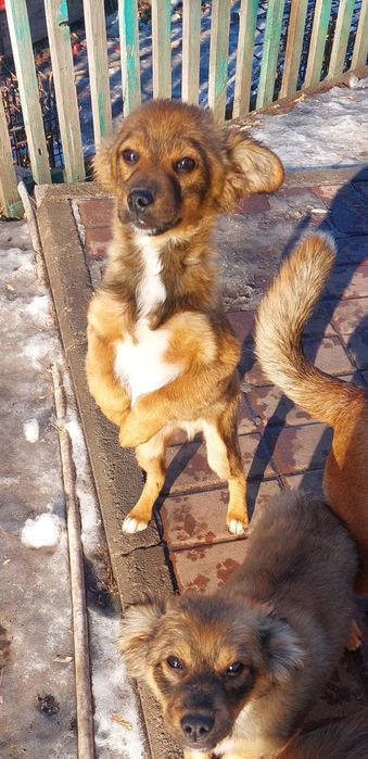 Шейки. 4 месяца.