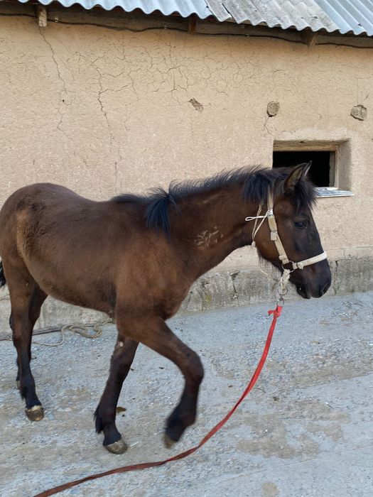 Жылкы сатылады Шымкент