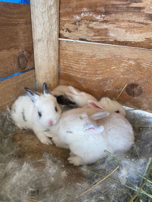 Animale iepuri de vanzare