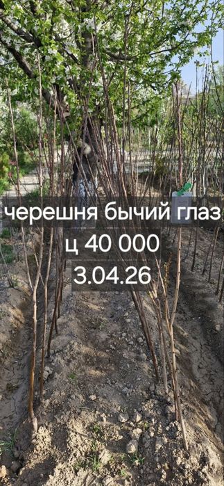 Фруктовые деревья, персик, слива, яблоки, урюк, черешня