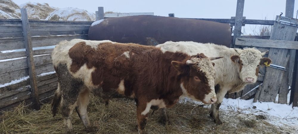 Продаются быки две  головы