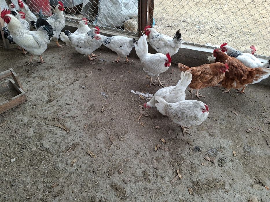 Кораздар сатылады