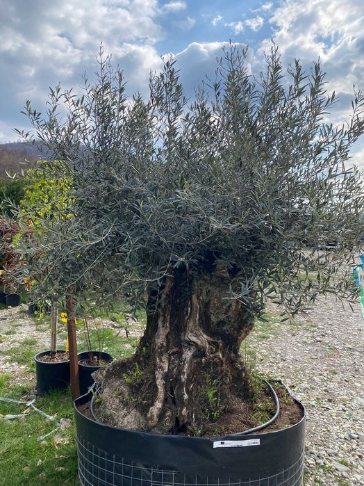 Plante Ornamentale pentru Spatii Verzi