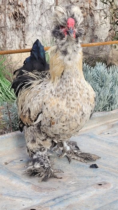 Cocosi motati încălțați bărboși.