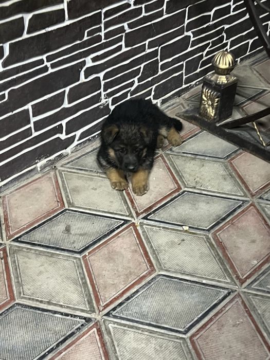 Продам щенков немецкой овчарки