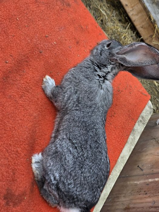 Mascul si femelă  Uriaș German Chinchila